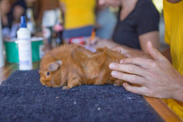 Chiapas Ecstasy von den Kristallschweinchen